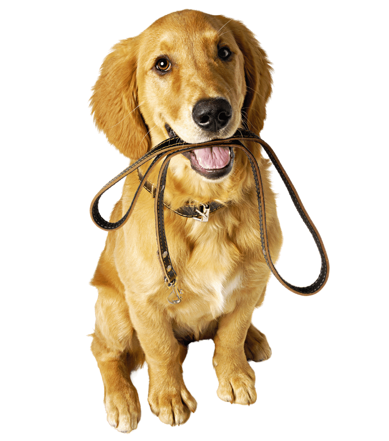 perro viajar-con-seguridad