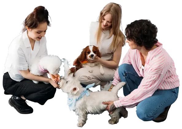 perro viajar-con-seguridad